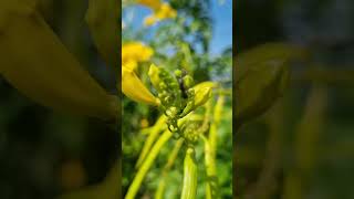 Tecoma stans Yellow bells plants garden yellowflowers tacoma nature beautyofnature shorts [upl. by Ycnuahc]