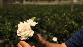 How to Cut Gardenias for a Vase  Garden Savvy [upl. by Gallagher]