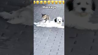 Dogs and cats ❤️🤣🤣🤣🤣 funnycatvideos funnydogvideos fypシ゚viral lovedog lovecats [upl. by Chenee450]