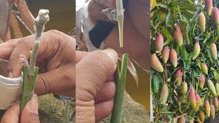 Best Grafting for All  Mango  Avocado jack fruit ETC [upl. by Assirk]