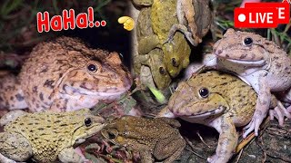 🐸Boing Boing web catching frogs🐸flying and Jumping Part 7 [upl. by Isidoro438]