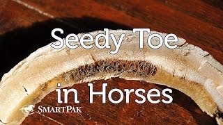 Seedy Toe in Horses [upl. by Ydnolem]