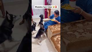 Most Dangerous dog for human food 🚨😳 shorts dog husky trendingsongs rottweiler [upl. by Tris]