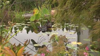 Teich reinigen und pflegen 🐟🌷 Gartenteich Pflege Ratgeber 💧 [upl. by Eceertal]