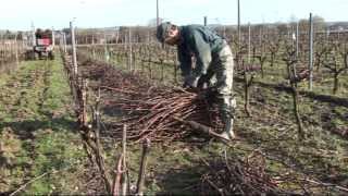 Pépinières Viticoles Morin  Plantation de plants de vigne taille greffage par Vinimédia [upl. by Inwat]