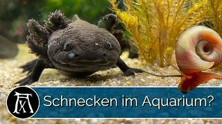 Schnecken im Axolotl Aquarium Vergesellschaftung oder Futter [upl. by Dareen140]