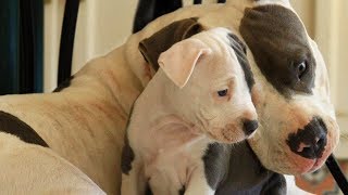 Mother Dogs Protecting Their Babies Compilation [upl. by Lukey]