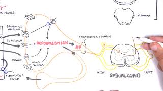 Pharmacology  Nonsteroidal AntiInflammatory Drugs NSAIDs [upl. by Gibrian]