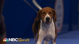 National Dog Show 2022 Best in Show Full Judging  NBC Sports [upl. by Chlori]