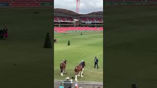 Sydney Royal Easter Show 2024 Day 1 Main Arena  Horse Competitions shorts eastershow sydney [upl. by Kenn]