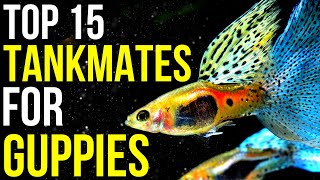 15 Ideal Tankmates for Vibrant Guppies  Tank Mates for Guppies [upl. by Nivrem]