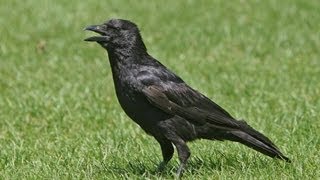 BTO Bird ID  Corvids  Crow Rook Raven [upl. by Oruhtra366]