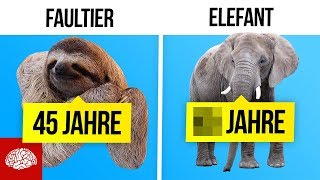 Wie lange leben diese Tiere [upl. by Ardine]