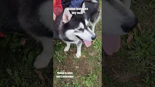 Alaskan Husky puppy learning how to listen [upl. by Ogden942]