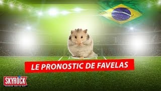 Favelas le hamster qui pronostique la COUPE DU MONDE 2014 [upl. by Alomeda]