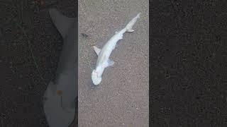 Catching bonnethead sharks at Melbourne Beach tight lines [upl. by Nevaj]