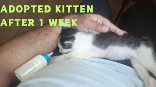 Adopting A Kitten  kitten after 1 week at Home [upl. by Trudnak]