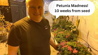 Grow Petunias from seed to huge beautiful hanging baskets in record time [upl. by Raseda]