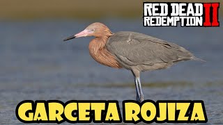 Donde encontrar la GARCETA ROJIZA en Red Dead Redemption 2✔️ [upl. by Flanna]