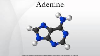 Adenine [upl. by Zeena]