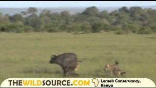 Cape Buffalo Mom Denies Spotted Hyena Hunt of Her Calf Right After Giving Birth  Kenya Safari [upl. by Aniehs]