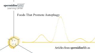 Foods That Promote Autophagy  How to Induce Autophagy  Benefits of Autophagy  What Is Autophagy [upl. by Lizette916]