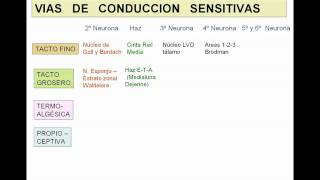 VIAS DE CONDUCCION NERVIOSA GENERALIDADES [upl. by Saimon]