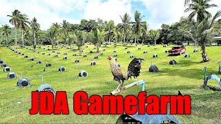 Lets Visit The Farm Of JDA Gamefarm [upl. by Kcajyllib]