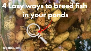 4 lazy ways to breed fish in your pond [upl. by Mace254]