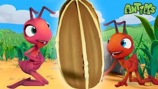 Ant Farm  Antiks 🐜  Funny Cartoons for Kids [upl. by Holmann995]