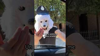 Un PERRO policía me quiere arrestar perro viral [upl. by Naitsihc]