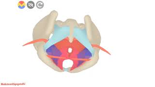 ISCHIOANAL FOSSAPELVISANATOMY [upl. by Idrahs]