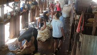 Shearing in Qld Quilpie  Whynot station 2021 [upl. by Wallie334]