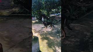 Maxmax 🐕‍🦺 belgianmalinois shorts [upl. by Harikahs]