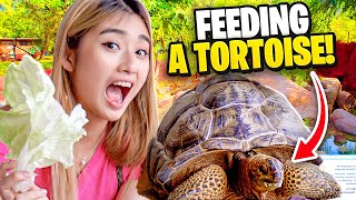 My 3 Year Old Daughter Meets The OLDEST Tortoise in Singapore [upl. by Dulcie]