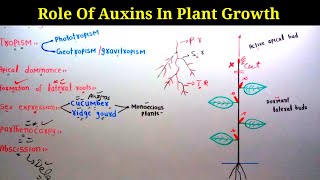 Physiological Role Of Auxins In Plants Growth  Lec 26  Plant Physiology [upl. by Lynett750]