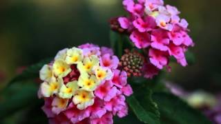 Luscious® Pinkberry Blend Lantana from Proven Winners [upl. by Henebry]