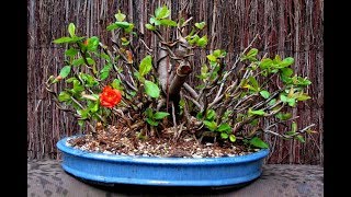 Chaenomeles Japonica  Cold Hardy Red Japanese Quince Shrub 6 [upl. by Vallie582]