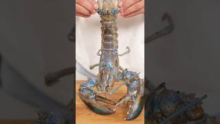 Pov Regular or blue lobster trending fyp seafood nickdigiovanni [upl. by Biagio]