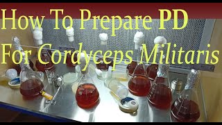 How to prepare PD for Cordyceps militaris cultivation [upl. by Lesley]