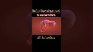 Baby Development in wombGrowing Insideviralshortsshortsfeedsdrsadia1446 [upl. by Ameerak]