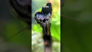 Bamboo amp Vampire Shrimp 🦐 Where Do They Thrive in Nature [upl. by Zumwalt]