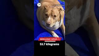 Woman jailed after her 537 kgdog dies due to overfeeding in NZ [upl. by Gwynne]