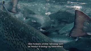 SINTEF Ocean Havbruksteknologi [upl. by Beverley]