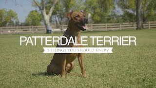 PATTERDALE TERRIER FIVE THINGS YOU SHOULD KNOW [upl. by Upshaw]