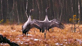 Kraniche  Kampf und Tanz  Tanzende Vögel des Glücks  Grus grus [upl. by Aiel]