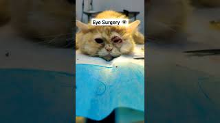 Eye Surgery Entropion and Microphthalmia [upl. by Borchert]