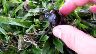 Rhinoceros Beetle Hiss [upl. by Enaek363]