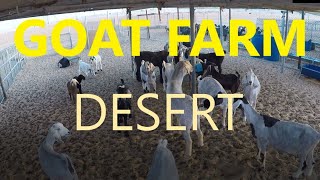 DESERT GOAT FARM IN ABU DHABI  AL DHAFRA REGION  UAE  Unang Premiere as Monetized Channel [upl. by Runck397]