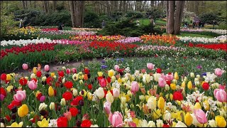 Keukenhof Gardens 2024 [upl. by Rinee549]